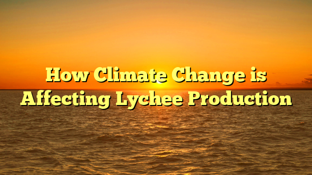 How Climate Change is Affecting Lychee Production